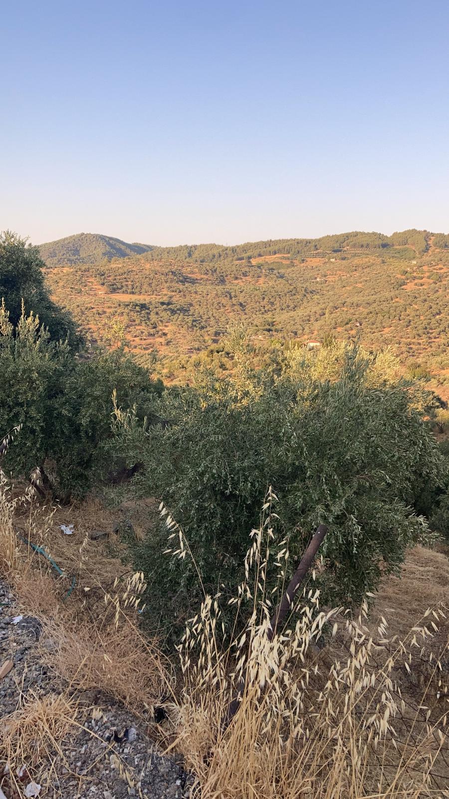 Sirince